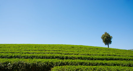 Tea Plantations in thailand.の写真素材