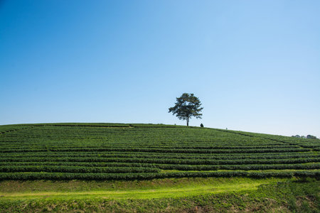 Tea Plantations in thailand.