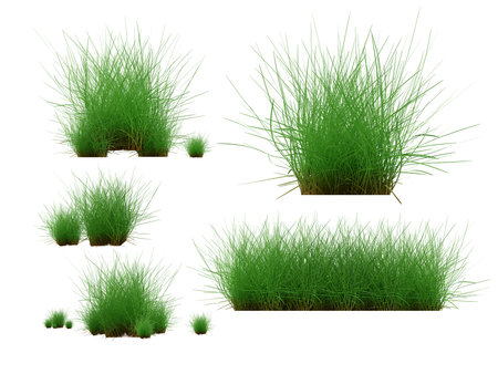 Grass isolated on white background. 3d rendering illustration.の写真素材