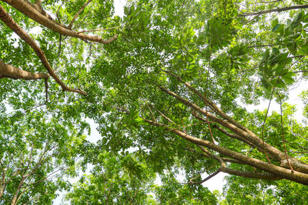 Rubber tree plantation in thailand.の写真素材
