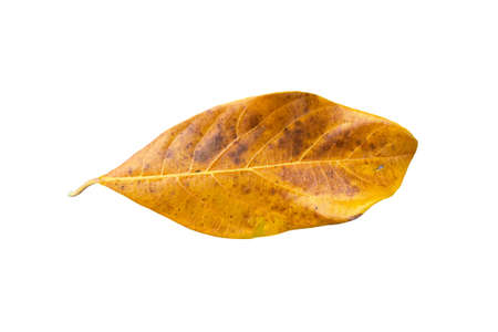 Dry leaf isolated on white background.の写真素材