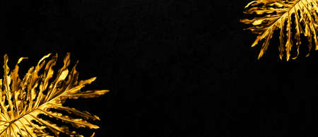 Gold Monstera leaves on a dark background.の写真素材