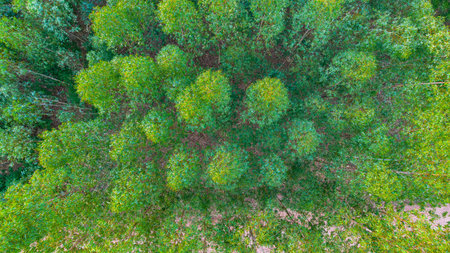 Aerial view of a Eucalyptus plantation