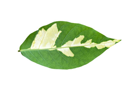 leaf isolated on white background.の写真素材