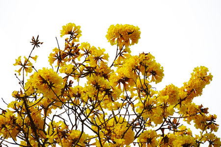yellow flower isolated on white background.の写真素材