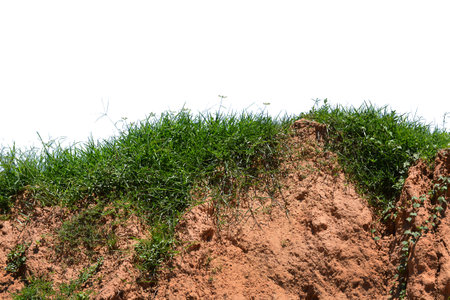 Green grass isolated on white background.の写真素材