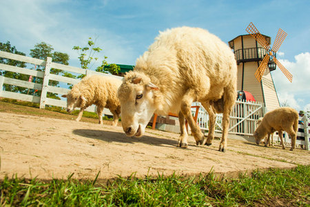 Smile Sheepの写真素材