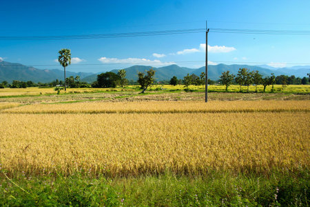 Sankhampang Chiang Mai Agriculture lanscapeの写真素材