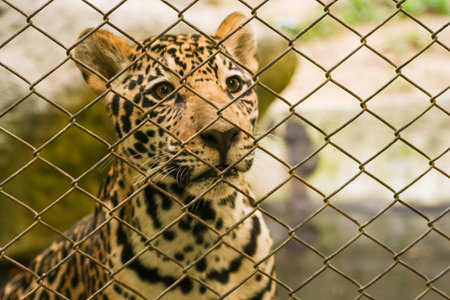 tiger looking for freedomの写真素材