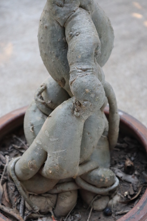 It is a tree which look like a human being.の写真素材