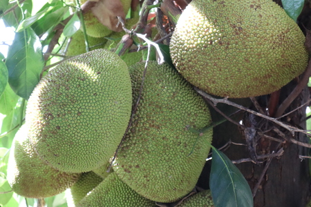 There are so many jackfruits on the jackfruit tree at Kanchanaburi Thailandの写真素材