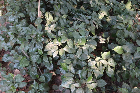 This is a bush of Wild pepper in Kanchanburi Thailandの写真素材