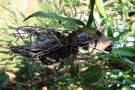 This is the Orchid in scraps of wood in the gardenの写真素材
