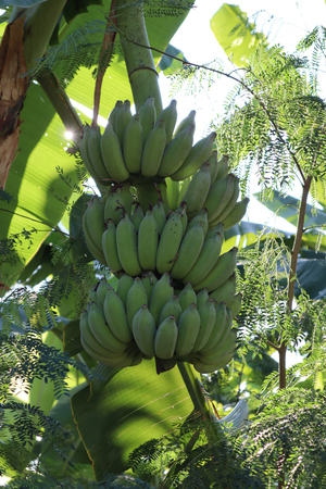 There are many hands of cultivated banana on the banana treeの写真素材