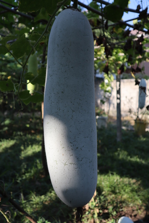 This is the big old gourd hang from the ceiling in the gardenの写真素材