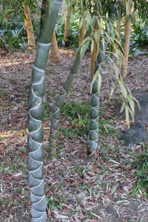This is a strange bamboo in the park are near Imperial palaceの写真素材