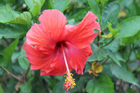 Red Flowerの写真素材