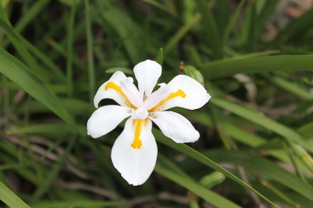 White Flowerの写真素材