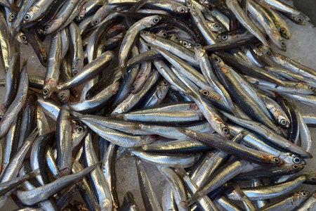 Anchovyの写真素材