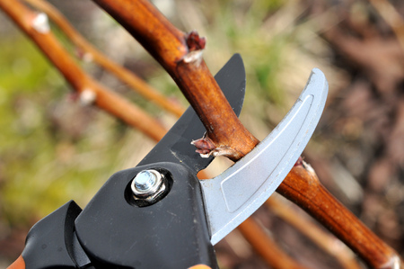 Prune a shrubの写真素材