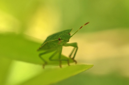 The green bugの写真素材