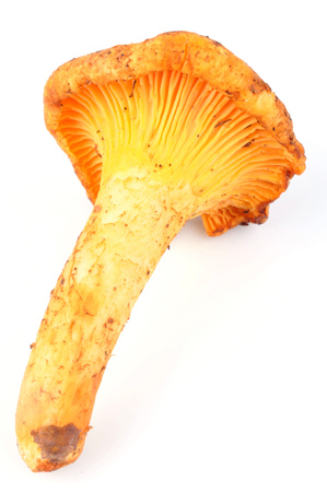 Girolle on a white backgroundの写真素材