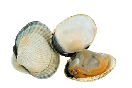 Seafood