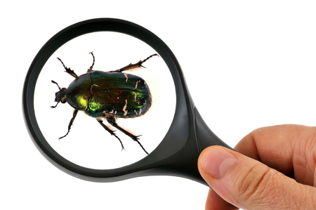 Scarab with a magnifying glassの写真素材