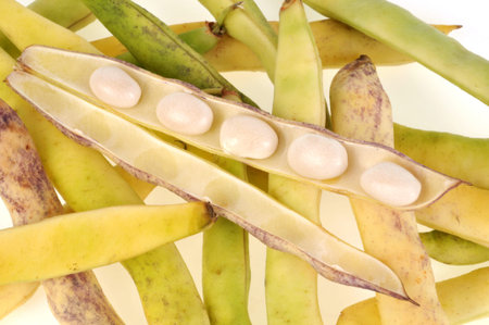 Beans in grainsの写真素材