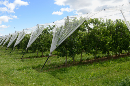 Orchardの写真素材