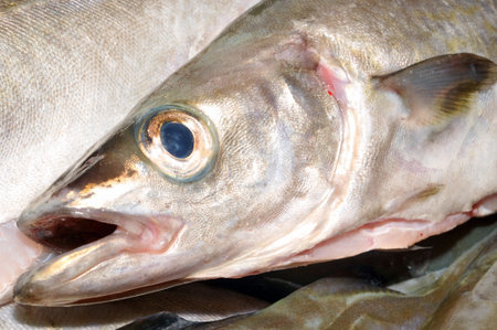Fish head close up