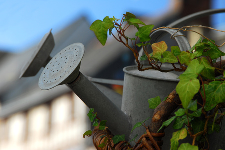 Iron watering can in ivyの写真素材