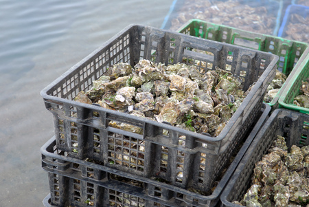 Oyster cratesの写真素材