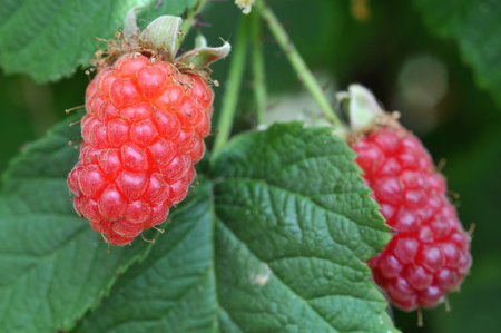 Raspberries in a raspberry closeup