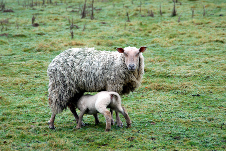 Lamb suckling his motherの写真素材
