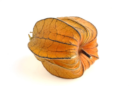 Physalis in close-up on a white backgroundの写真素材