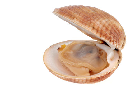 Clam open on white background