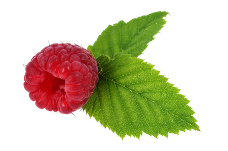 Raspberry with leaves on a white backgroundの写真素材