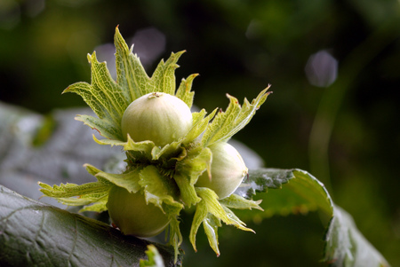 Hazelnut in a tree close upの写真素材
