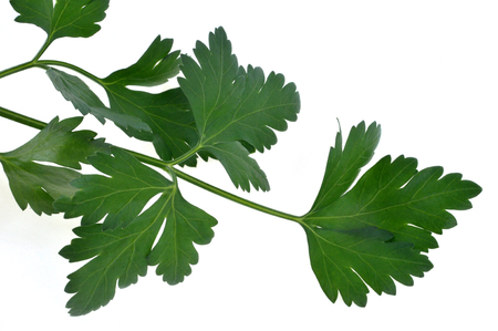 Parsley dish in closeup on white backgroundの写真素材