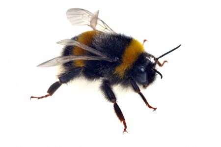 Bumblebee in closeup on white backgroundの写真素材