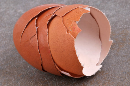 Empty eggshells close up on gray background 