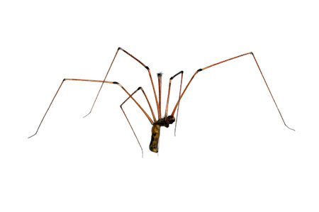 Spider on white background