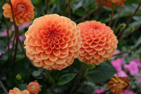 Dahlia close-up in a garden