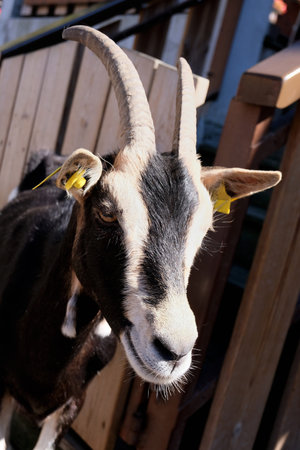Head of a mountain goat in the French Alps