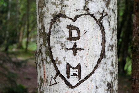 Heart carved by lovers on a tree trunk close-up