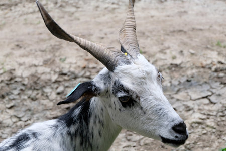 Head of a mountain goat in the French Alps
