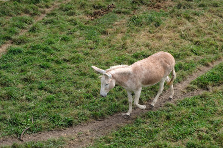 Donkey walking in a field in Saint-Martin de Re