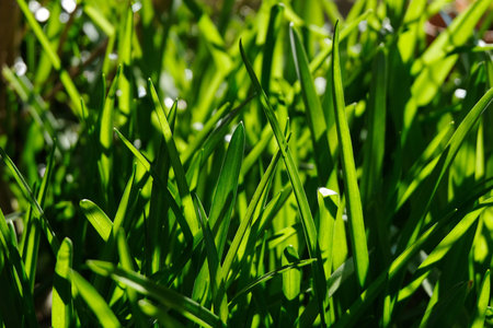 Grass with a reflection of light close-up in spring