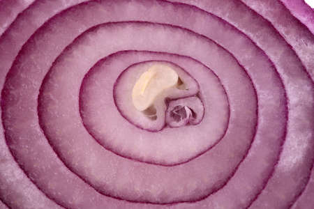 Red onion circles close upの写真素材